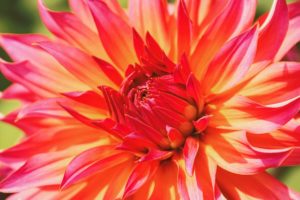 Dahlia Dahlia Garden Ornamental Flower Late Summer