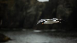 Flying White and Gray Bird