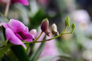 Orchid Purple Flowers Bloom Blossom Spring Plant