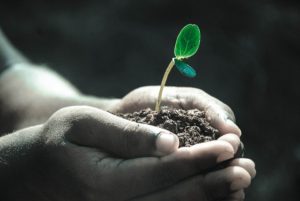 Hands Macro Plant Soil Grow Life Gray Life
