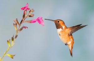 Hummingbird Bird Nature Wildlife Flowers Nectar