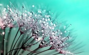 Dandelion Seeds Flower Nature Plant Summer Spring