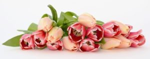 Tulips Spring Flowers Apricot Pink Nature