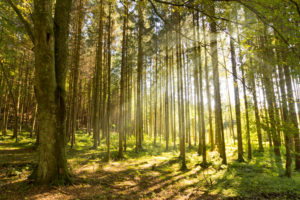 Dealing with Depression Sun Casting Shadows in the Forest